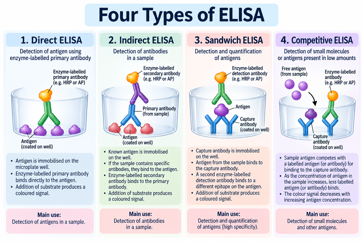 ELISA: Principle, Types, Procedure and Applications | Zoologyverse Four types of ELISA diagram comparing direct ELISA, indirect ELISA, sandwich ELISA, and competitive ELISA with antibody binding, antigen detection, and enzyme-linked signal generation.