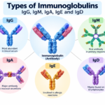 Types of Immunoglobulins IgG, IgM, IgA, IgE and IgD