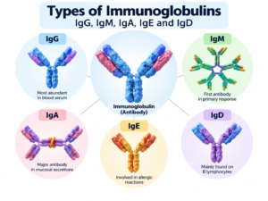 Types of Immunoglobulins: IgG, IgM, IgA, IgE, IgD
