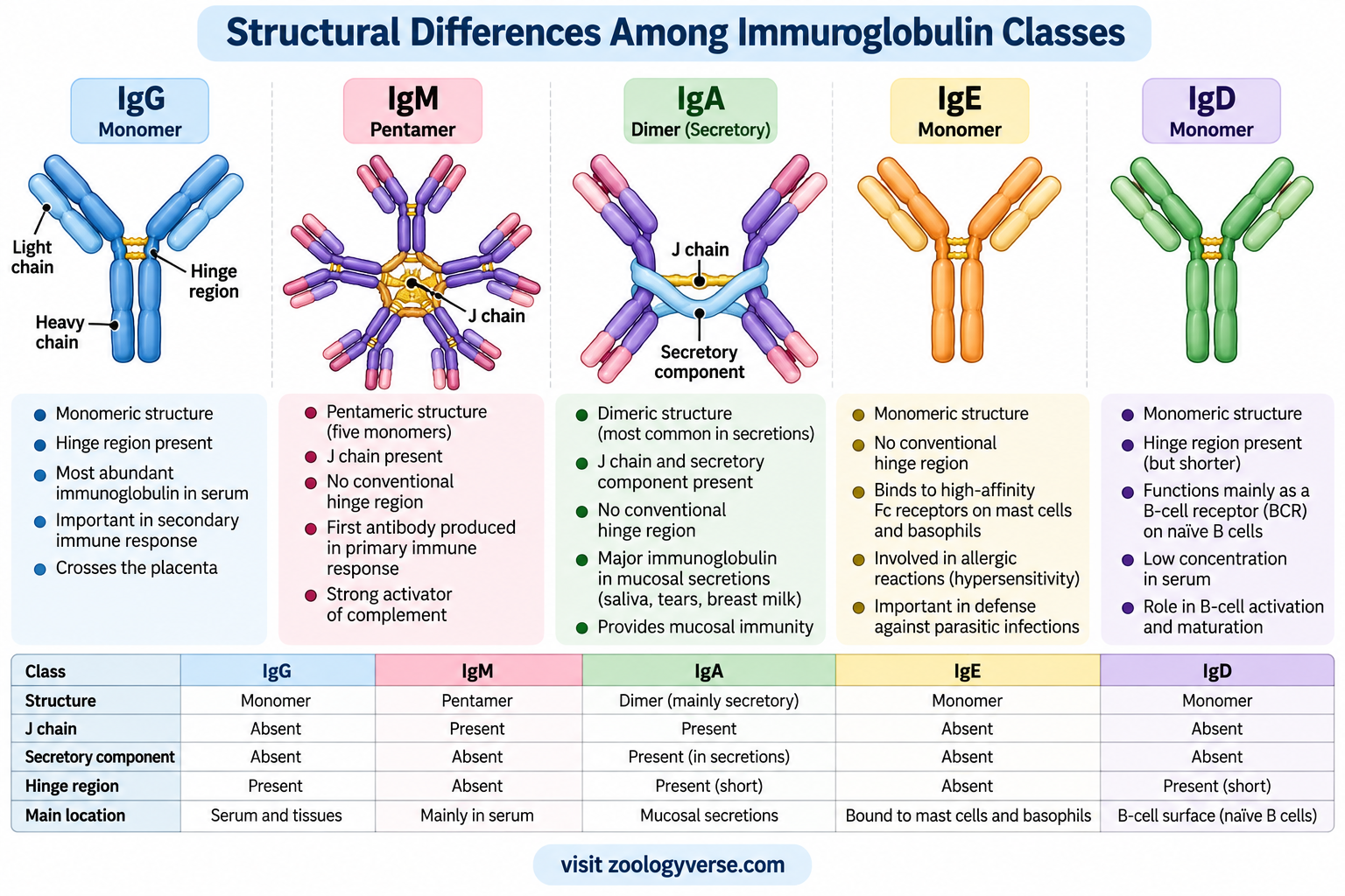 Textbook infographic comparing IgG, IgM, IgA, IgE and IgD antibody structures, including monomeric and multimeric forms, hinge regions, J chains, secretory components and major immune functions.