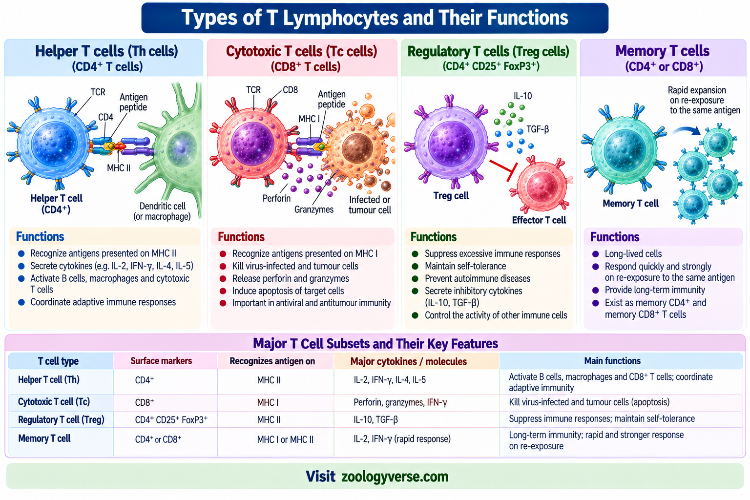 Cells of the Immune System: Types and Functions | Zoologyverse Types of T lymphocytes and their functions showing helper T cells CD4, cytotoxic T cells CD8, regulatory T cells and memory T cells