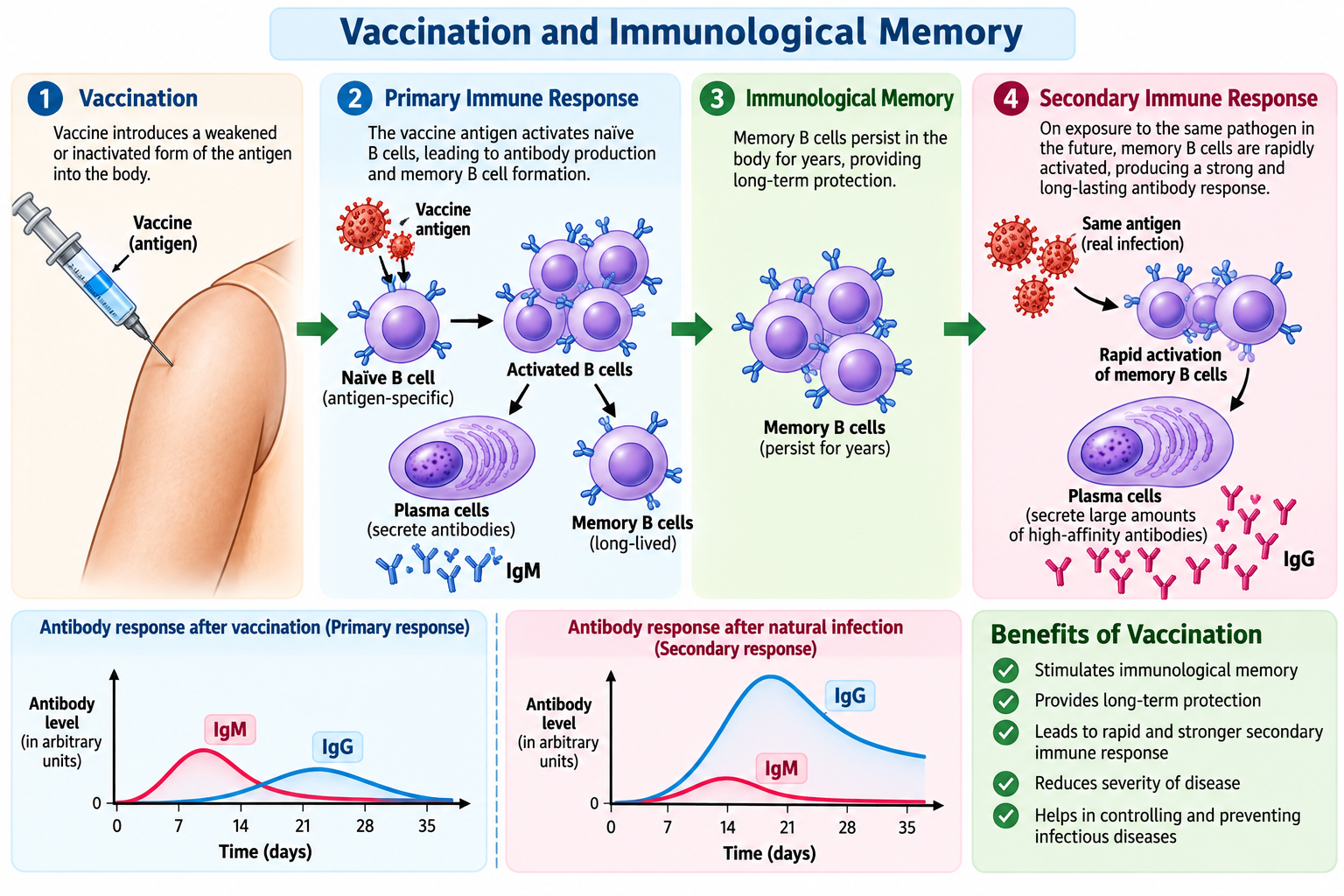Primary vs Secondary Immune Response: Differences | Zoologyverse Vaccination and immunological memory showing primary immune response, memory B cells, and stronger secondary antibody production.